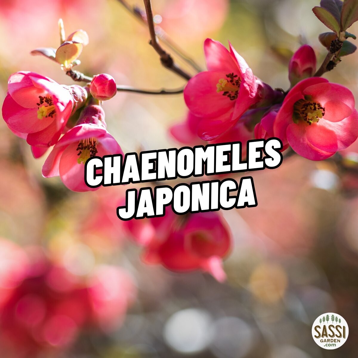 Chaenomeles japonica, Cydonia, Cotogno del Giappone, Fiore di pesco - vaso Ø24 cm
