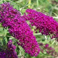 Buddleja davidii " Nanho purple " - Albero delle farfalle - vaso 18
