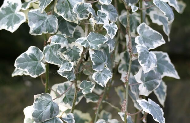 Hedera helix Elegantissima - 1CN VP.19 h100  cm