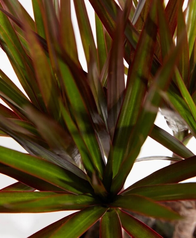 Dracena marginata &#39;Magenta&#39;, Dracaena - vaso Ø17 cm