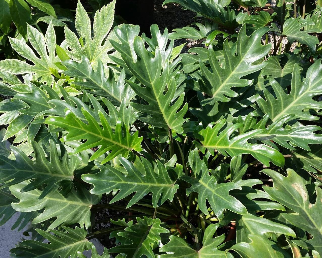Philodendron xanadu - Filodendro - v17 h 40