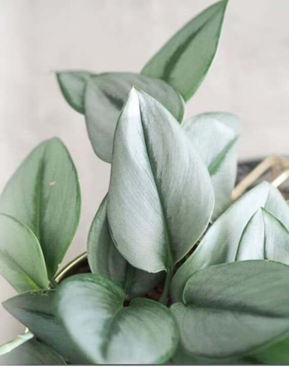 Scindapsus treubii &#39;Moonlight&#39; - Potus, Potos, Pothos, Photus - vaso Ø12 cm