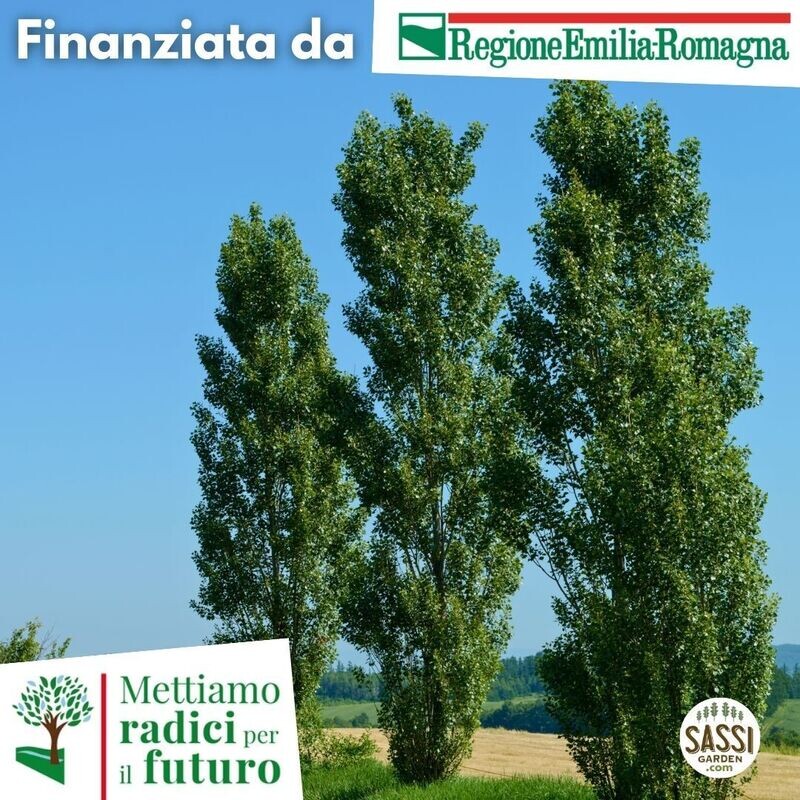 MRPF Populus nigra &#39;Italica&#39;, Pioppo Italico/Pioppo Cipressino/Pioppo Lombardo - Pianta bassa in alveolo forestale H 40/50cm