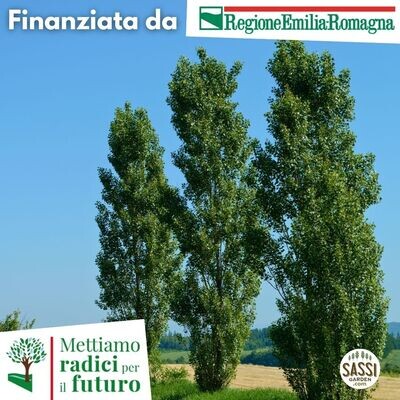 AGR - Populus nigra 'Italica', Pioppo Italico/Pioppo Cipressino/Pioppo Lombardo - Pianta bassa in alveolo forestale H 40/50cm