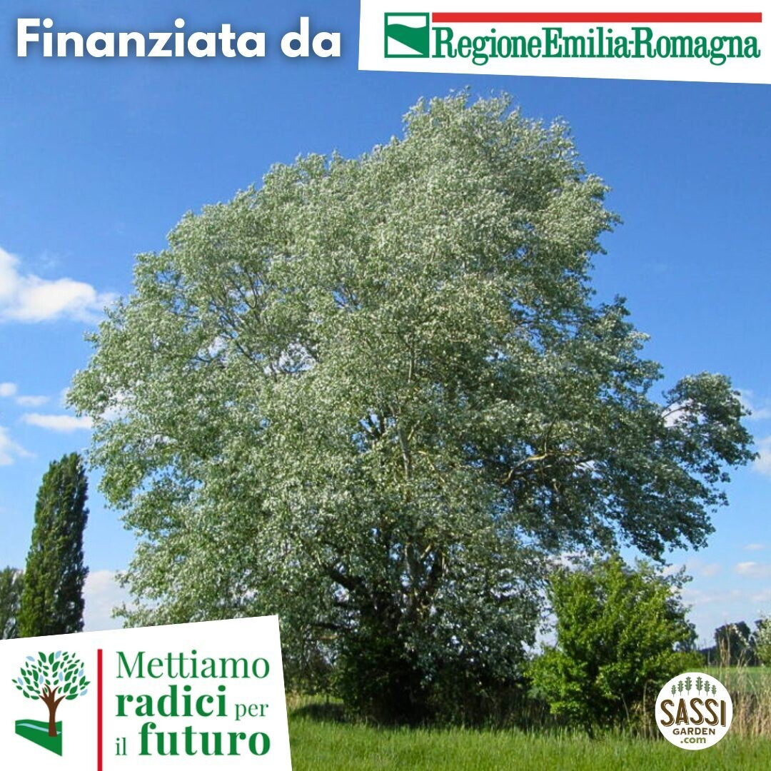 AGR - Populus alba, Pioppo Bianco/Gattice/Albera - PIANTA H 60cm in vasetto