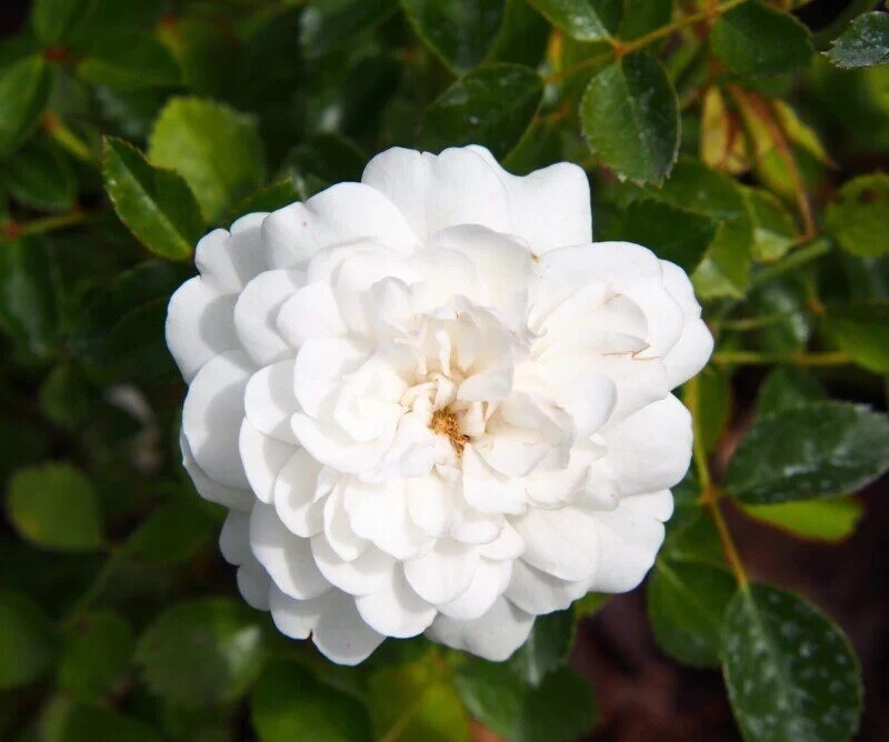 Rosa Rose, Paesaggistiche, Rosa &#39;Sea Foam&#39; - Vaso Ø16 cm