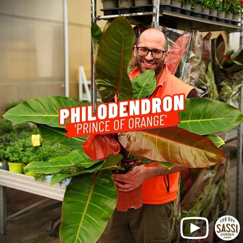 Philodendron &#39;Prince of Orange&#39;, Filodendro - vaso Ø19 cm
