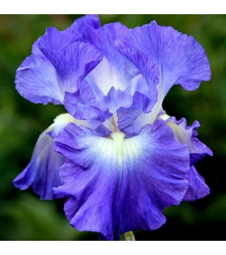 Iris Germanica &#39;City Lights&#39; - vaso Ø17 cm