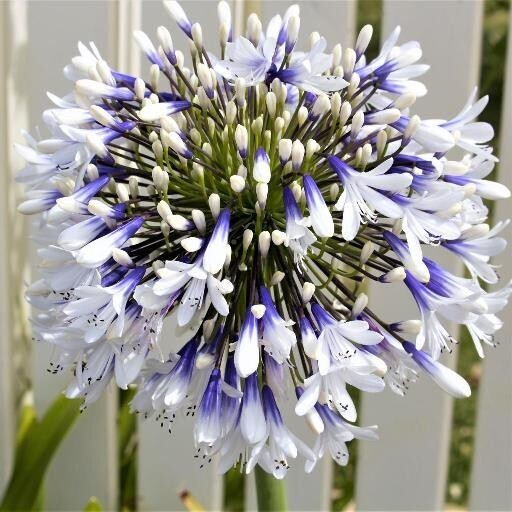 Agapanthus africanus, Agapanto &quot;Twister&quot; - vaso Ø18 cm
