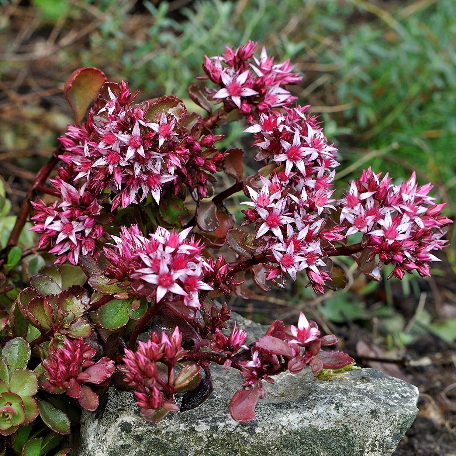 Sedum spurium &#39;Dragon&#39;s Blood&#39; - vaso Ø14 cm