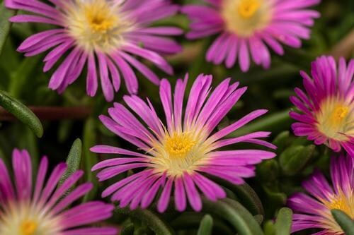 Delosperma cooperi, Delmara Pink vaso Ø14 cm