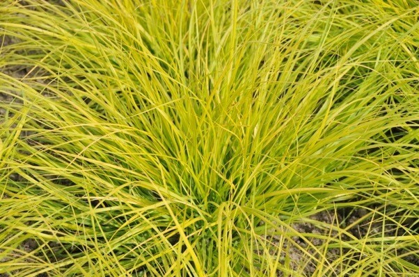 Pennisetum setaceum &#39;Lumen Gold&#39; - v18