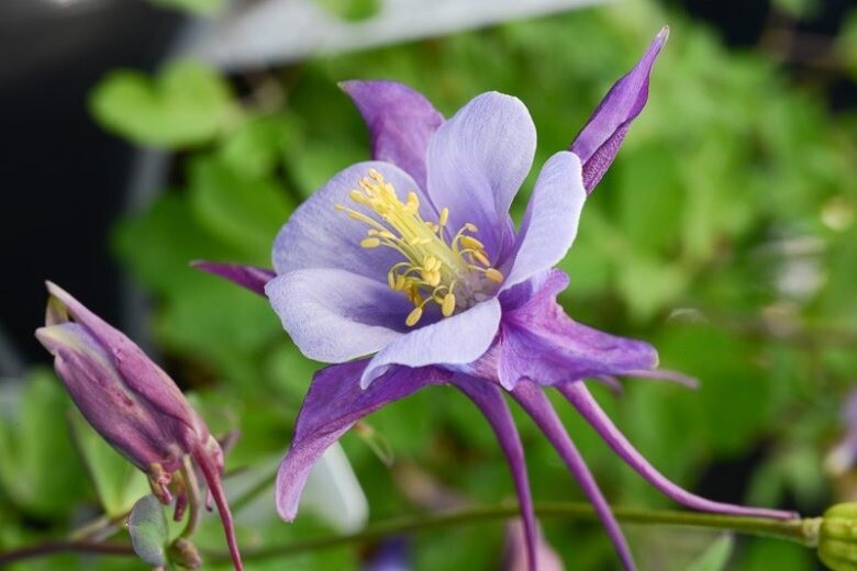 Aquilegia &#39;Early bird Purple Blue&#39; - vaso Ø14 cm