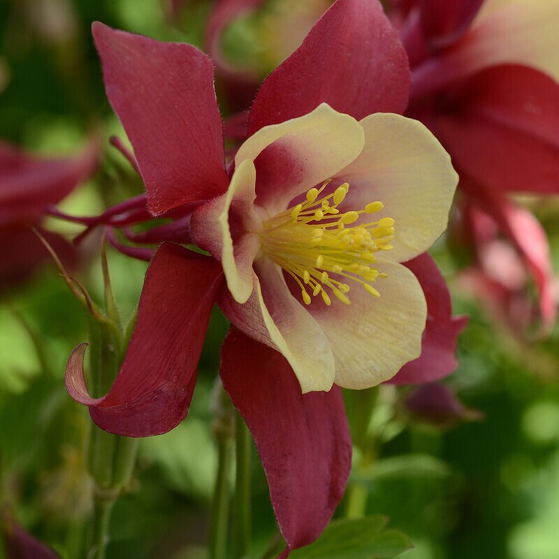 Aquilegia &#39;Early bird Red Yellow&#39; - vaso Ø14 cm