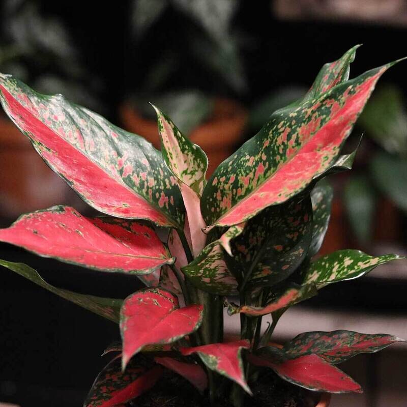 Aglaonema Strawberry Baby - vaso Ø12 cm
