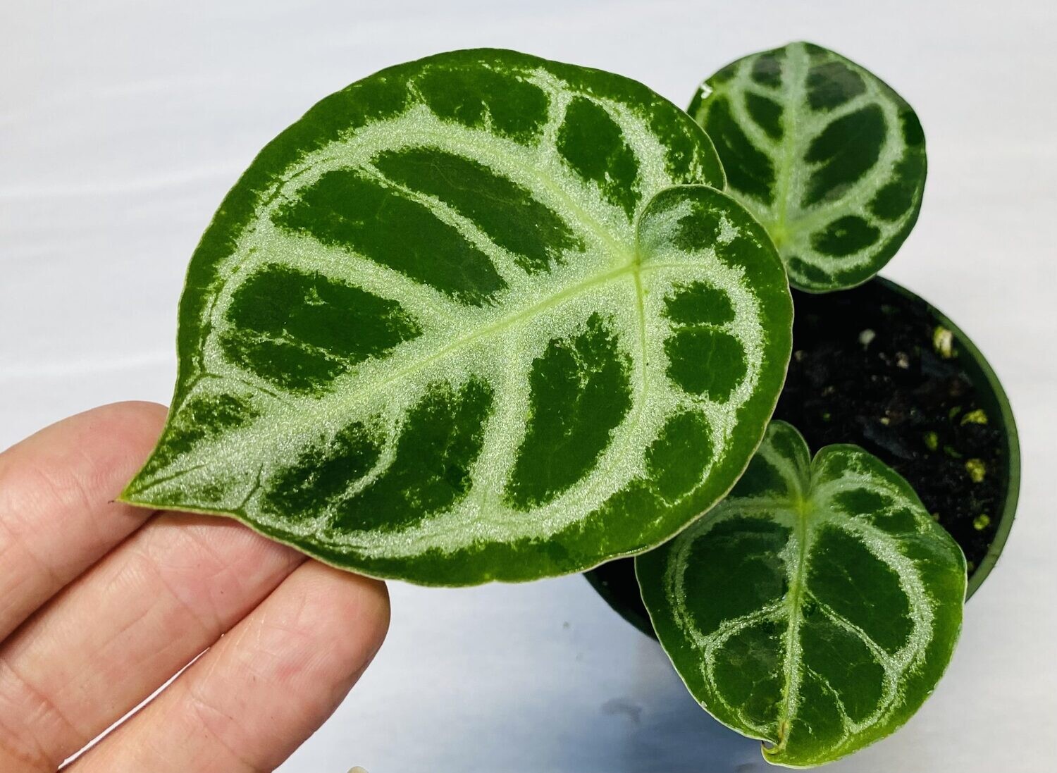 Anthurium Dorayaki - vaso Ø6 cm