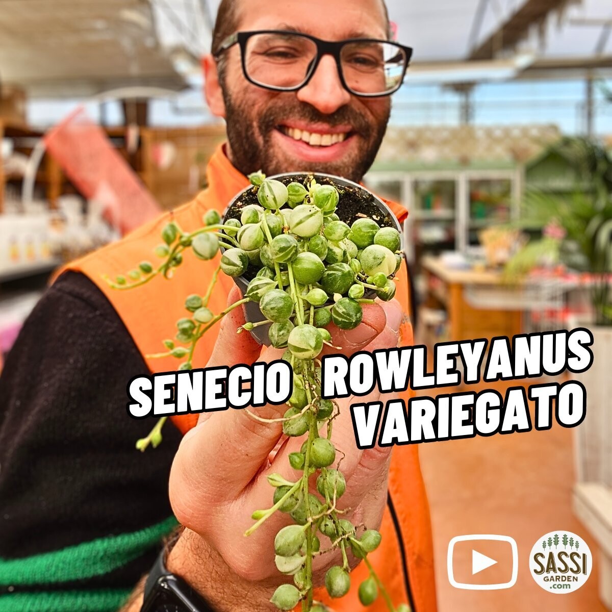 Senecio rowleyanus variegato, Pianta Rosario - vaso Ø6 cm