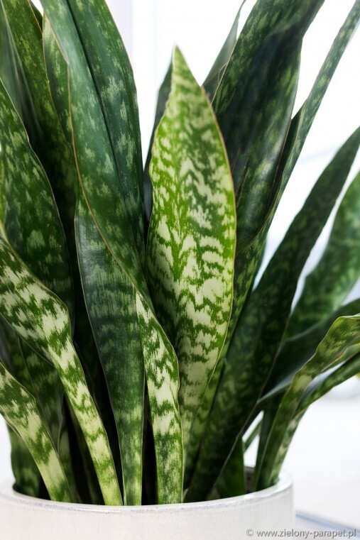 Sansevieria aubrytiana 'Dragon' - vaso 14 h 50