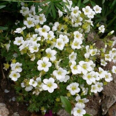 Saxifraga x arendsii &quot; Marto White &quot; vaso 10 quadro