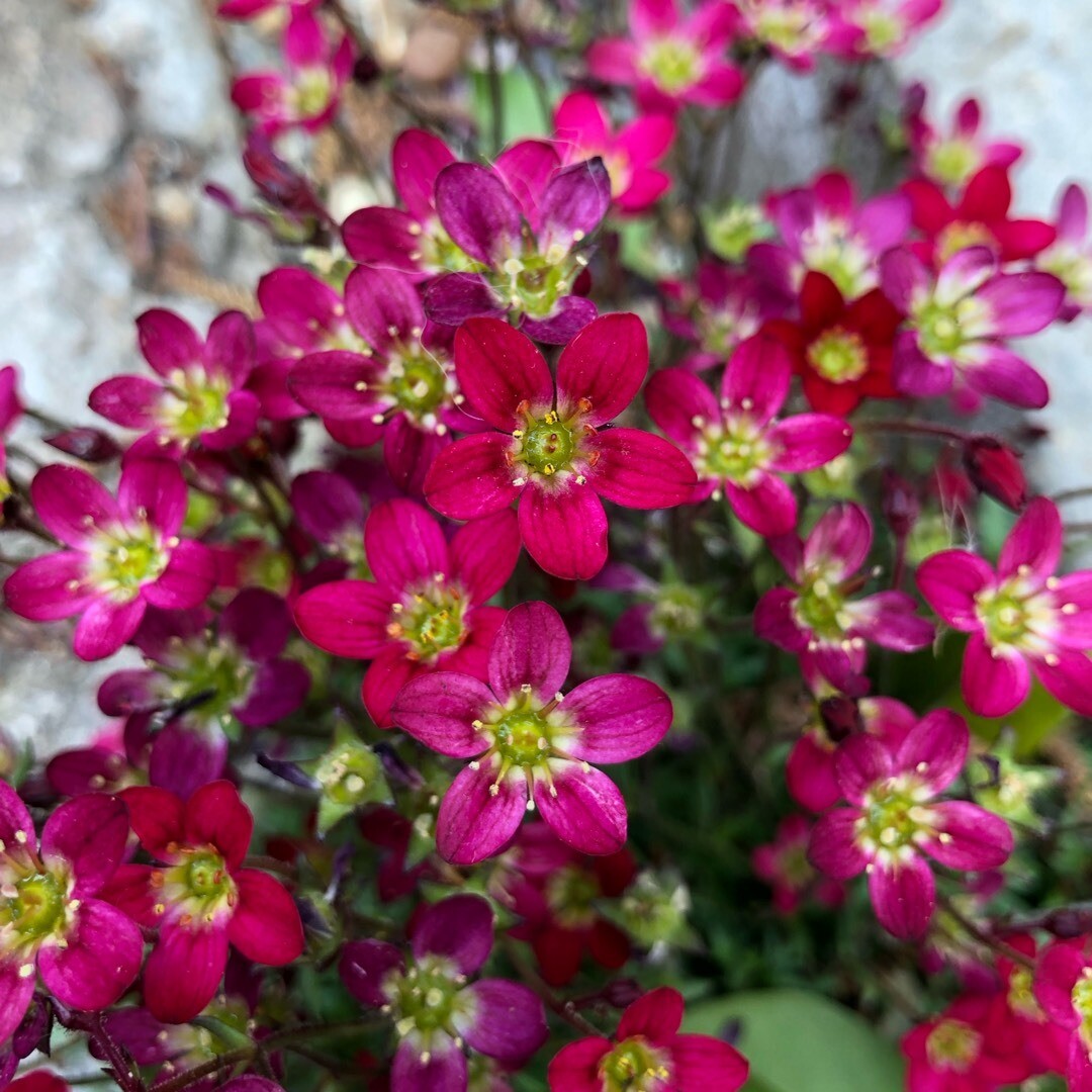 Saxifraga x arendsii &quot; Pixie Pan Red &quot; vaso 10 quadro
