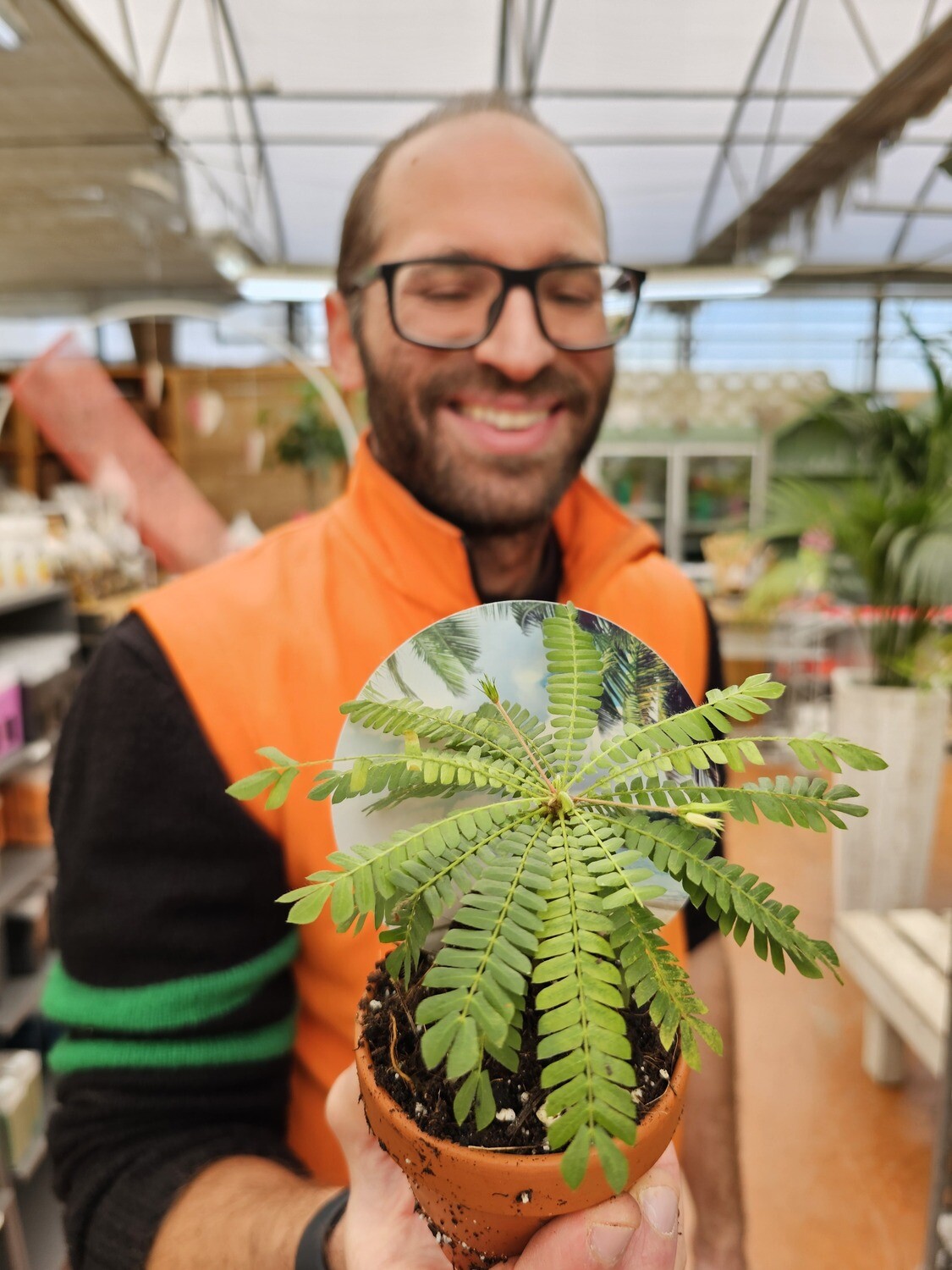 Biophytum Sensitivum, pianta sensitiva - vaso Ø9 cm
