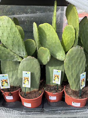 Opuntia ficus indica, Fico d&#39;India - vaso Ø21 cm
