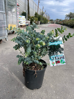 Eucalyptus gunnii &#39;Baby blue&#39;, Eucalipto del sidro - vaso Ø19 cm