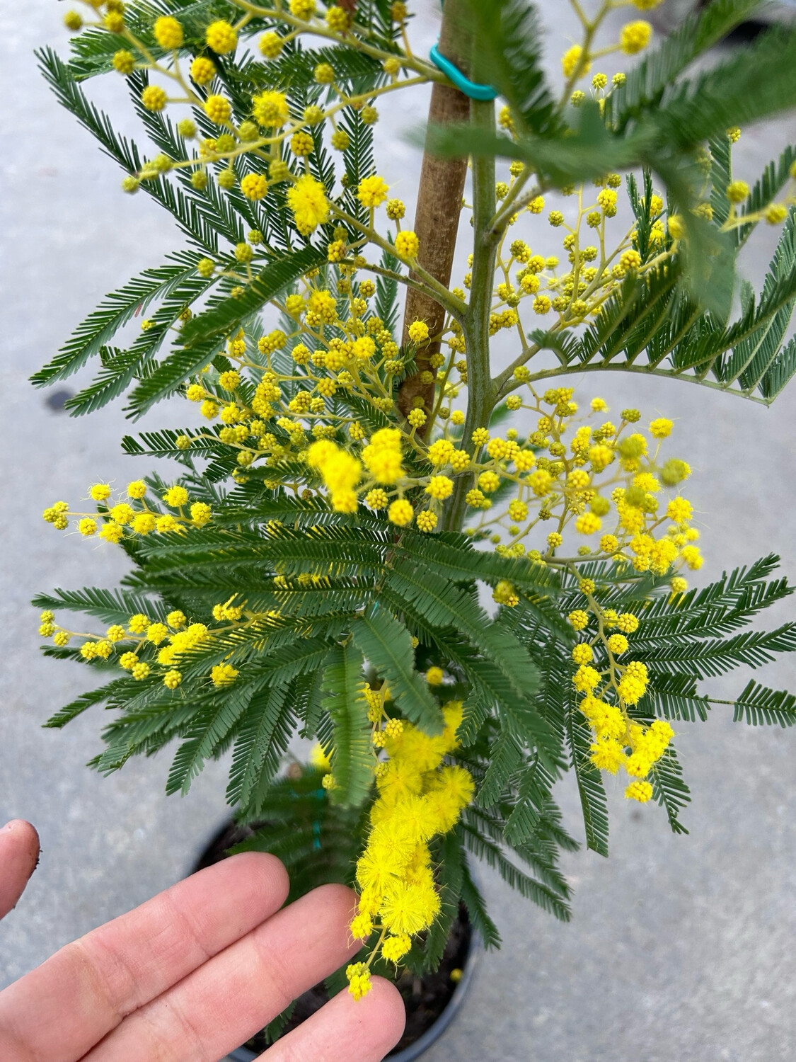 Mimosa Acacia Dealbata In Vaso 4 Litri - Pianta Non Fiorita, Altezza 2m, Vivaio Castelletto - Foto 2