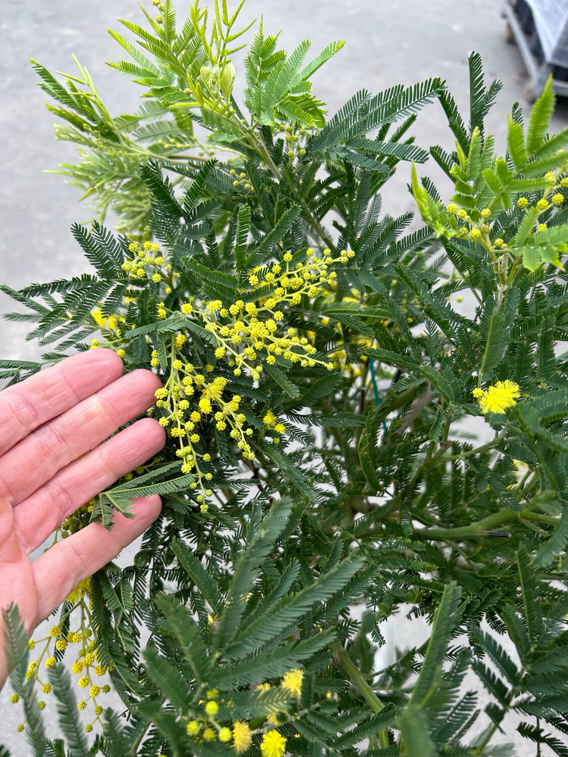 Mimosa Gauloise - Acacia dealbata ' Gaulois Astier ' - Alberetto vaso Ø 20cm
