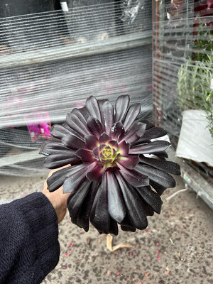 Aeonium arboreum 'Zwartkop' - Testa nera - vaso Ø 17cm