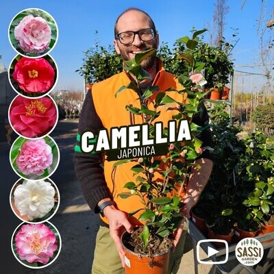 Camellia Japonica, Camelia del Giappone - vaso Ø19 cm