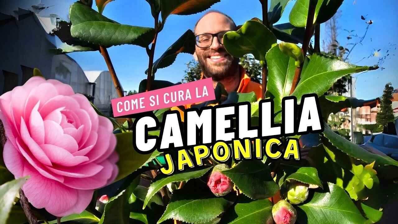 Camellia Japonica, Camelia del Giappone - vaso Ø40 cm h 110