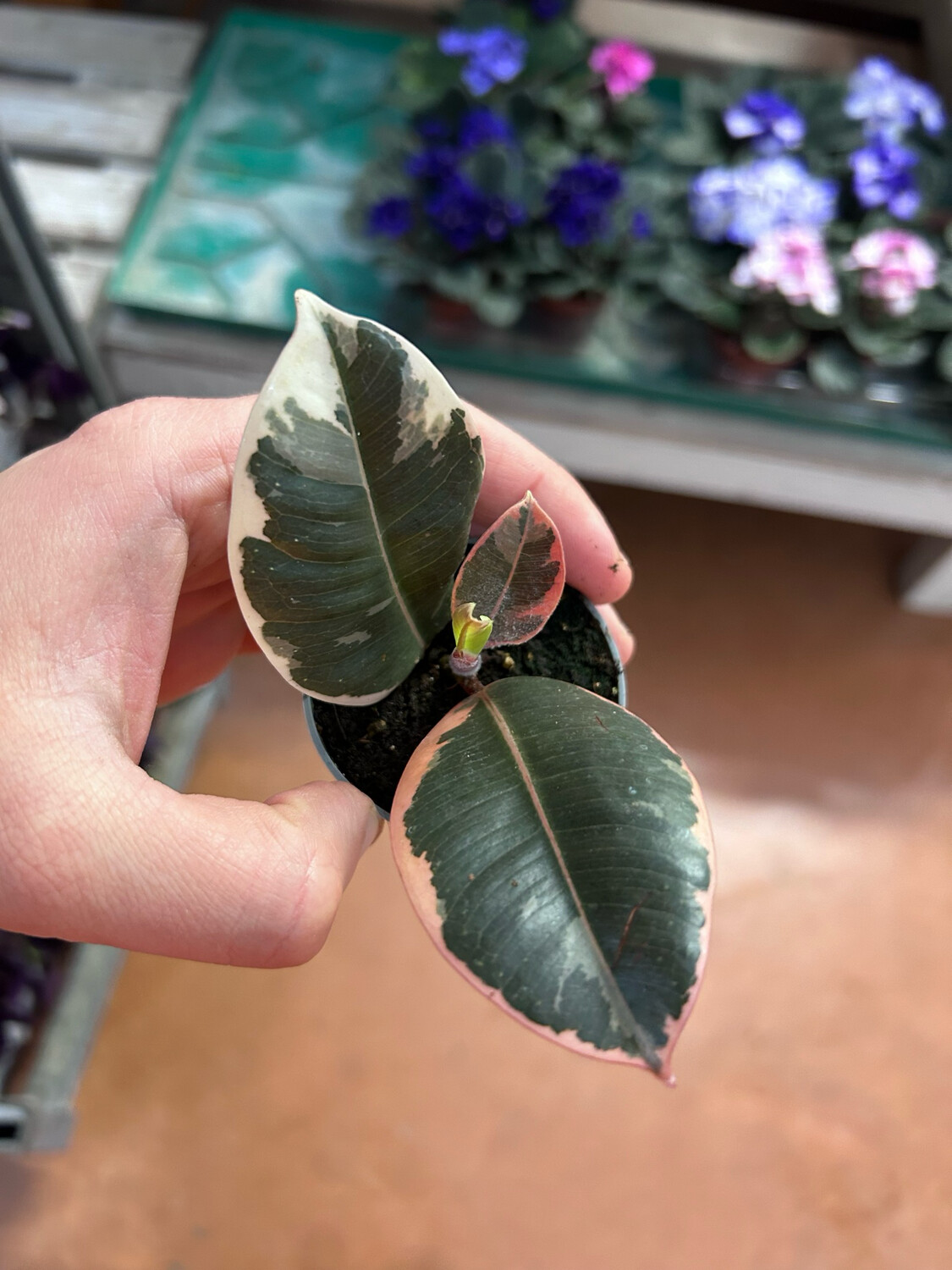 Ficus elastica &#39;Tineke&#39; - vaso Ø6 cm