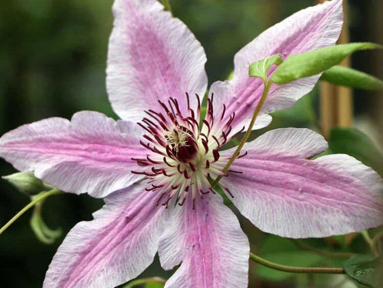 Clematis 'Nelly Moser', Clematide - vaso Ø17 cm, h 50/60 cm Clematis 'Nelly Moser', Clematide - vaso Ø17 cm, h 50/60 cm