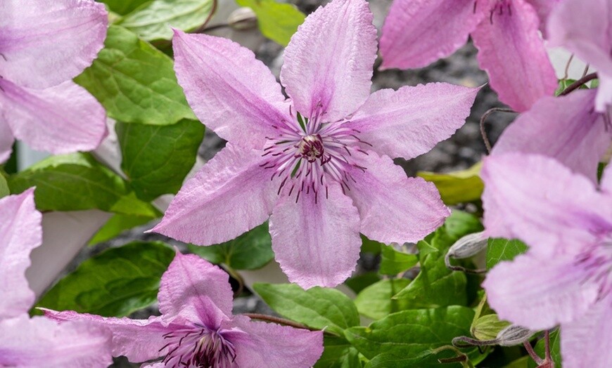 Clematis &#39;Hagley hybrid&#39;, Clematide - vaso Ø12 cm, h 50/60 cm