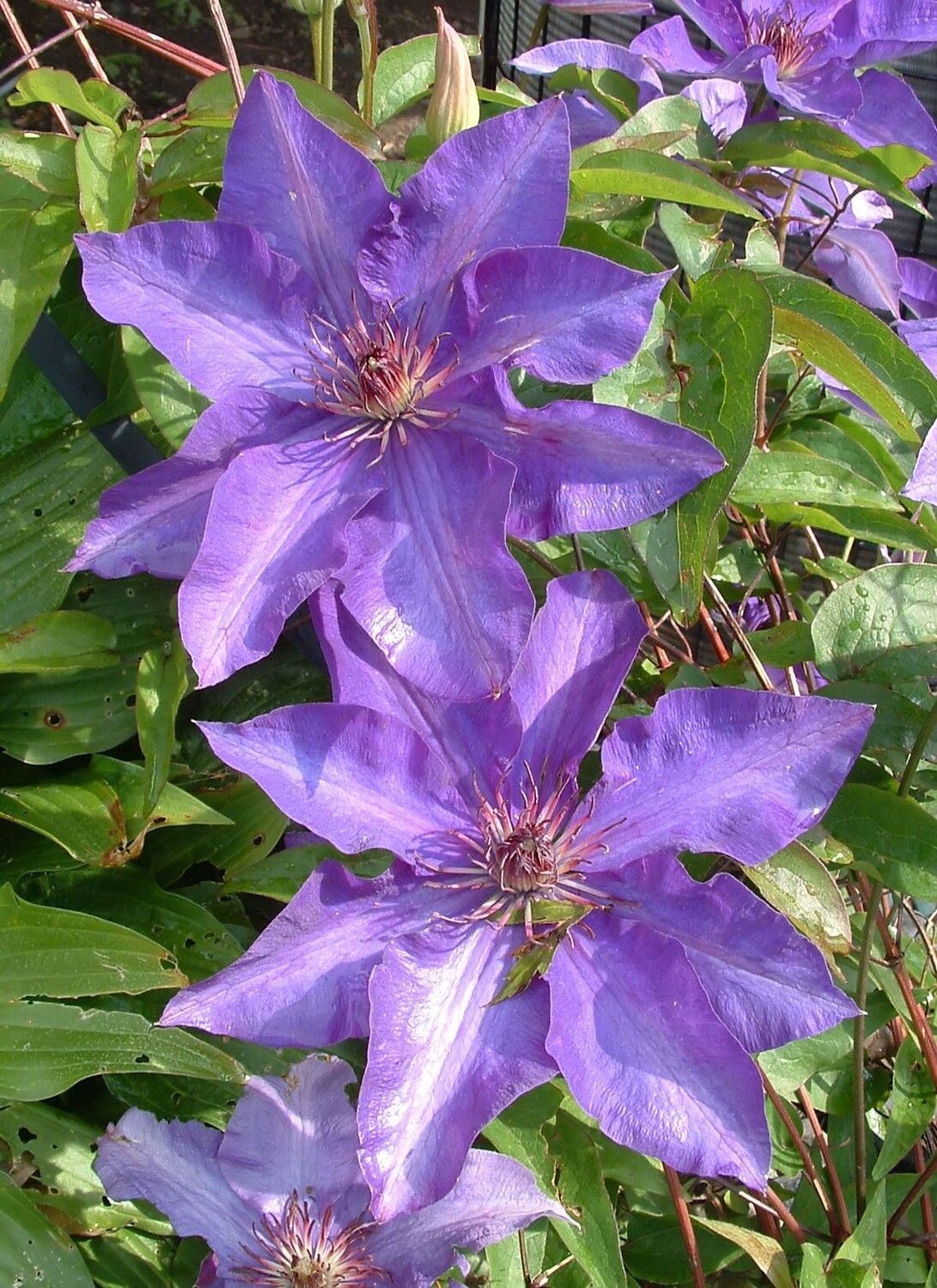 Clematis &#39;President&#39;, Clematide - vaso Ø15 cm, h 50/60 cm