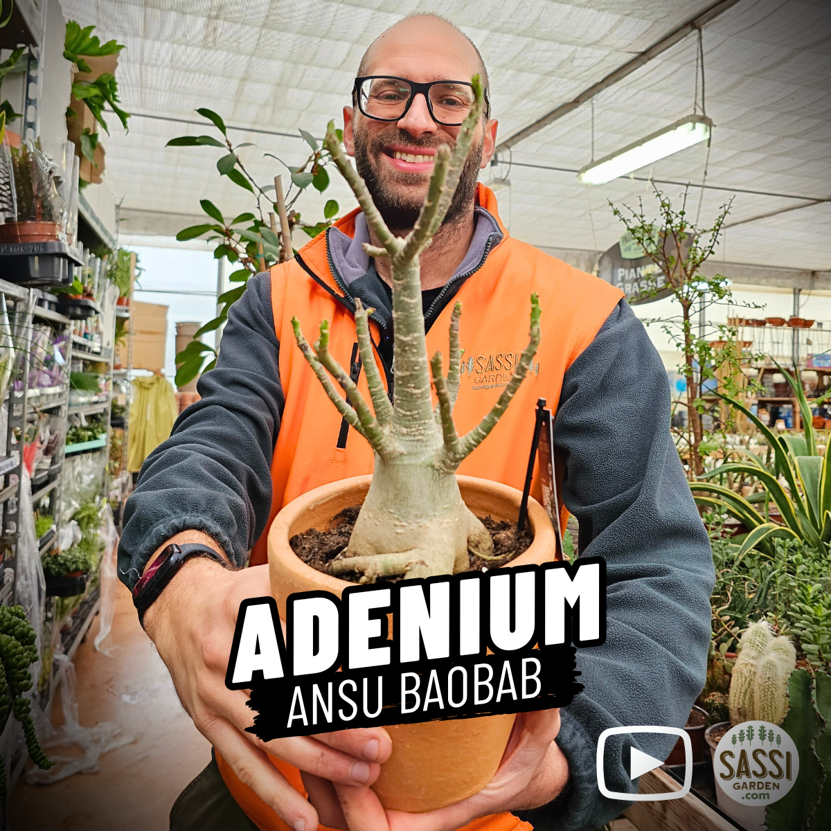 Adenium “Ansu Baobab” - vaso Ø17 cm