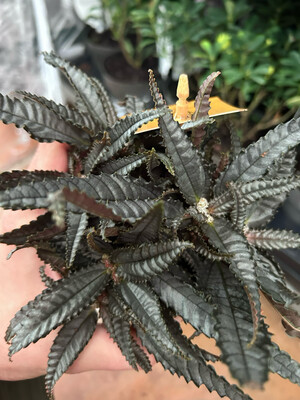 Pilea hitchcockii - vaso Ø10,5 cm Pilea hitchcockii - vaso Ø10,5 cm