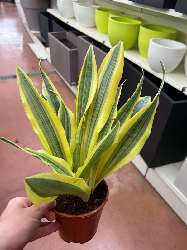 Sansevieria aubrytiana 'Yellowstone' - vaso Ø14 cm, h 50 cm