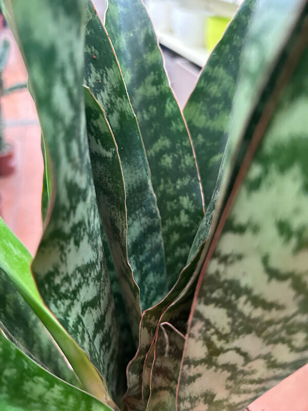 Sansevieria aubrytiana 'Dragon' - vaso Ø14, h 50 cm