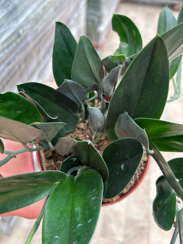 Scindapsus &#39;Treubii nearly black&#39;, Potus, Potos, Pothos, Photus - vaso Ø12 cm