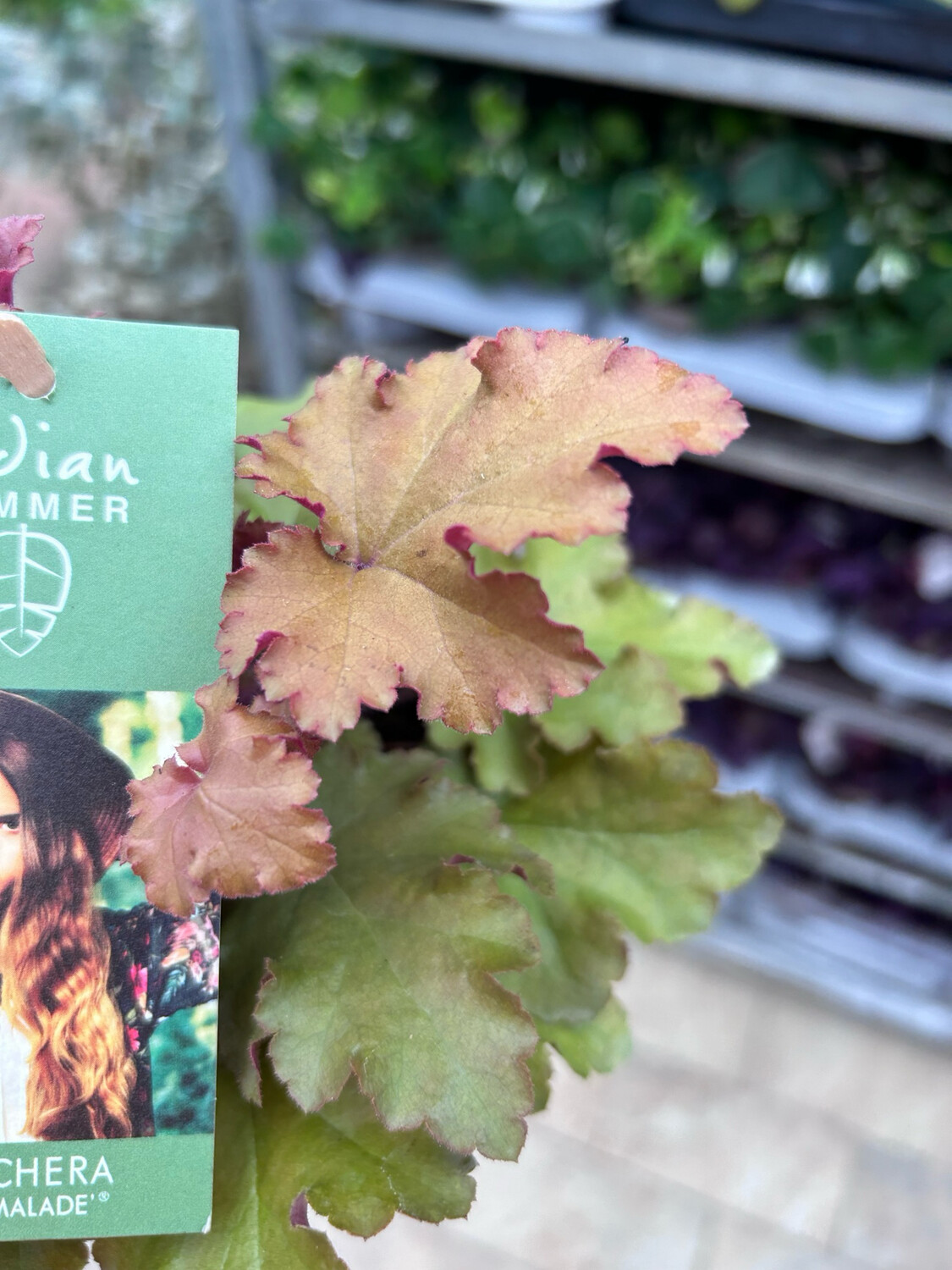 Heuchera &amp;quot; Marmalade&amp;quot; vaso 12