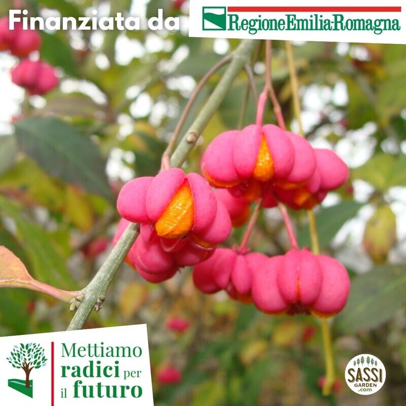 MRPF Euonymus europaeus, Fusaggine/Berretta del prete (ARBUSTO in vaso forestale H 60)