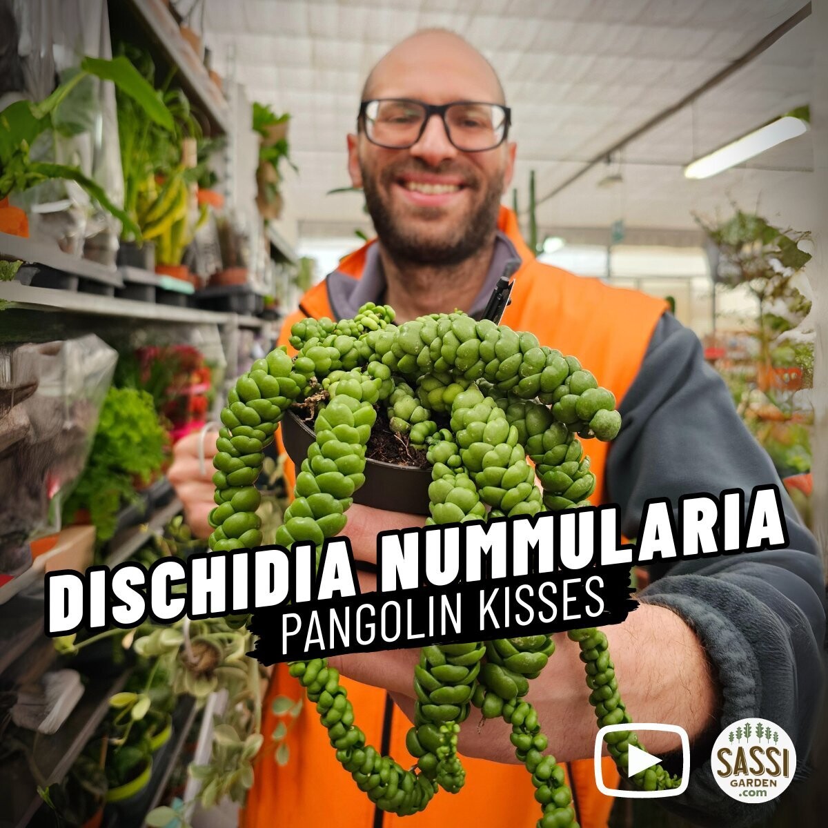 Dischidia Nummularia 'Pangolin Kisses' - vaso Ø 12cm
