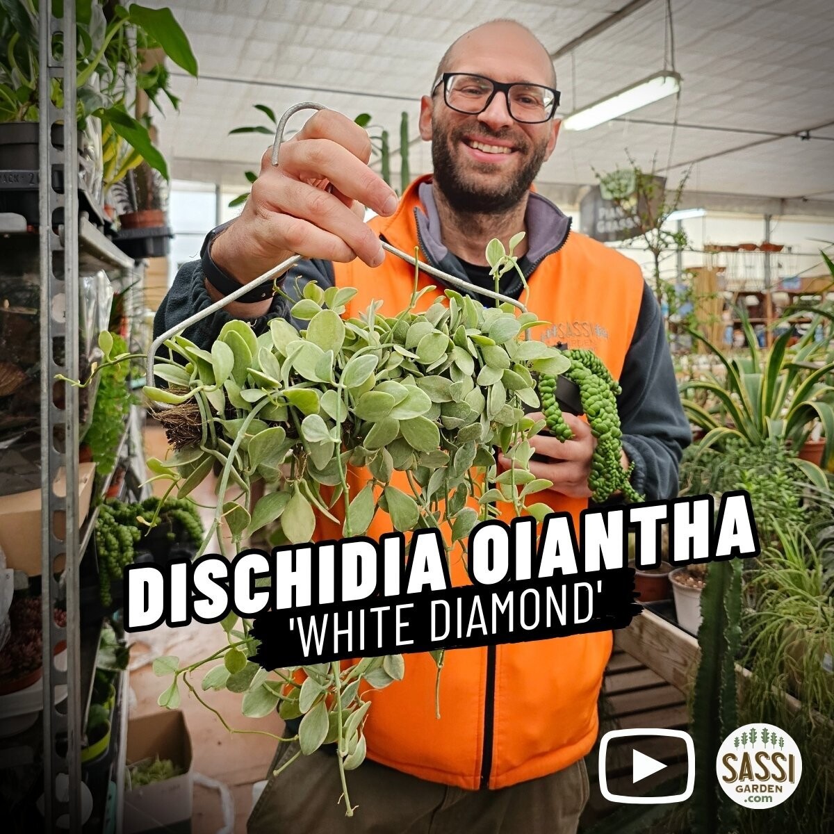 Dischidia oiantha 'White Diamond'