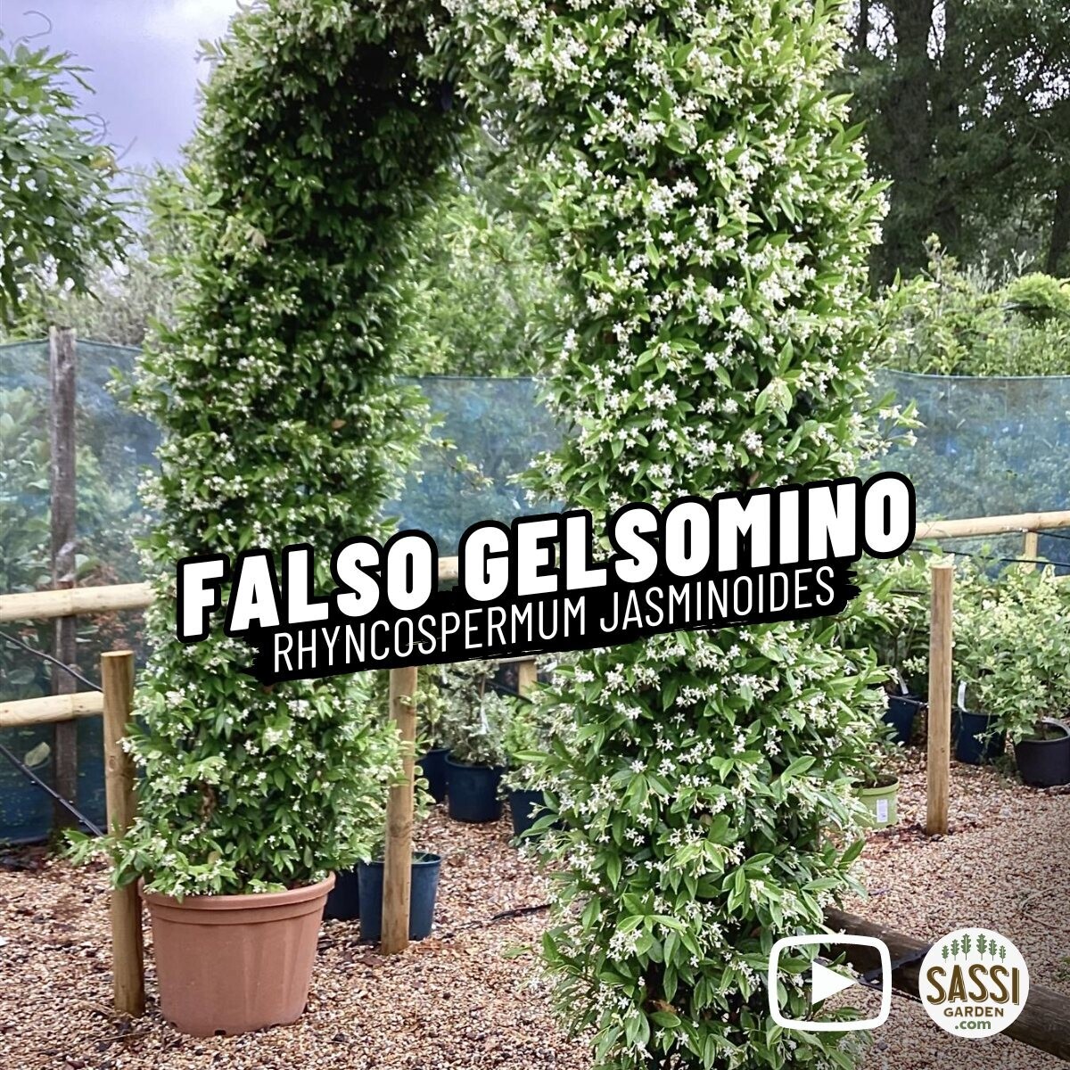 Falso Gelsomino, Rincospermo, Rhyncospermum jasminoides, Trachelospermum jasminoides, FIORE BIANCO - vaso Ø18 cm, h 130 cm, 2 CANNE