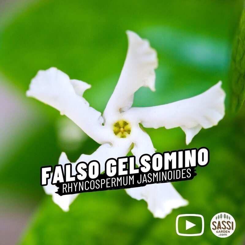 Rincospermo - Piante Da Giardino - Falso Gelsomino - Foto 6