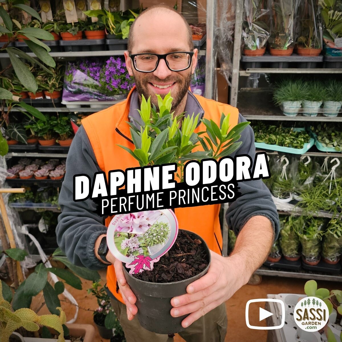 Daphne odora, Dafne Odorosa 'Perfume Princess' - vaso Ø17 cm
