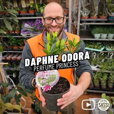 Daphne odora, Dafne Odorosa 'Perfume Princess' - vaso Ø17 cm