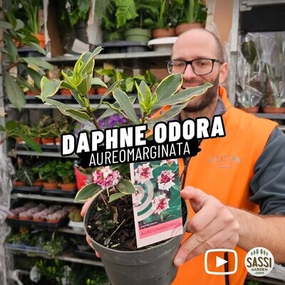 Daphne odora, Dafne Odorosa 'Aureomarginata' - vaso Ø17 cm